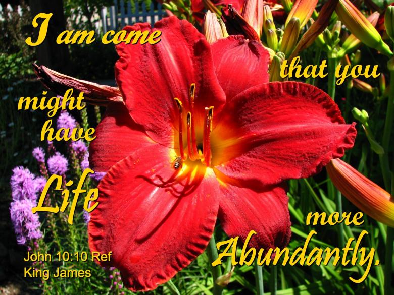 Free stock image of Life Abundant created by DFNatureAwed