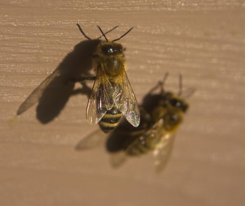 Free stock image of Bees created by Alen