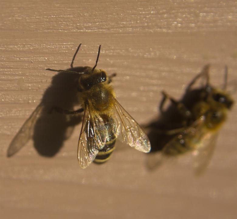 Free stock image of Bees created by Alen