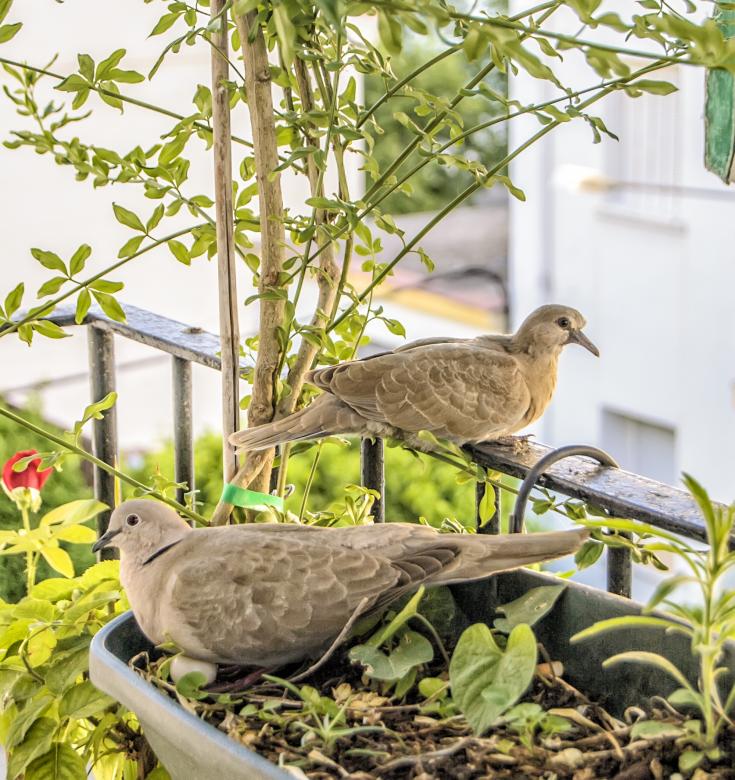 Free stock image of Pigeons on a Balcony created by Felipe Lopez Ruiz