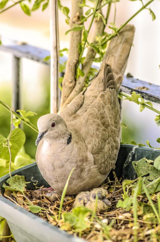 Free stock image of Pigeon with Chicks created by Felipe Lopez Ruiz