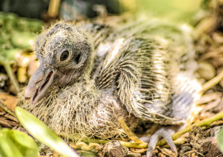 Free stock image of Turtledove Offspring created by Felipe Lopez Ruiz