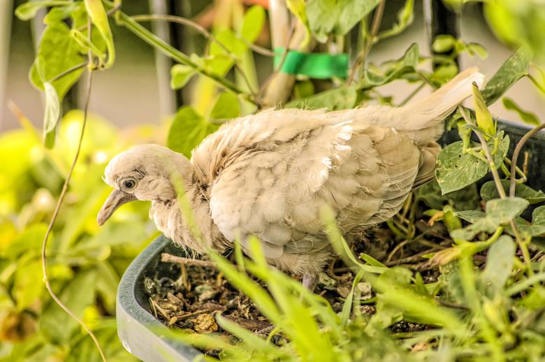 Free stock image of Nesting Turtledove created by Felipe Lopez Ruiz