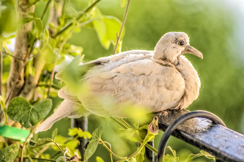 Free stock image of Turtledove created by Felipe Lopez Ruiz