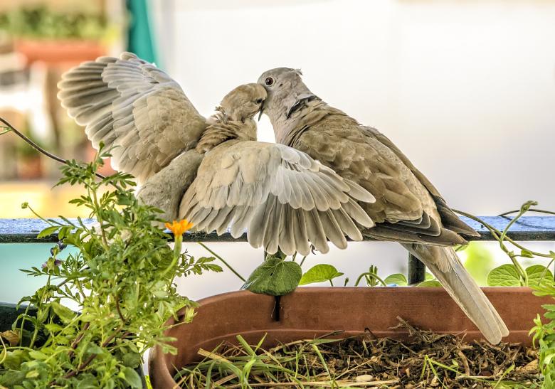 Free stock image of Turtle Doves Feeding created by Felipe Lopez Ruiz