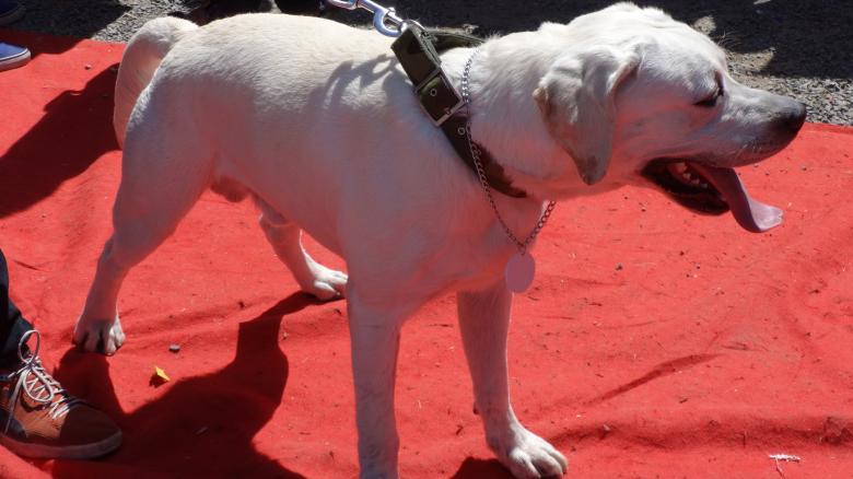 Free stock image of Dog white Colour created by Arjun Chourasia