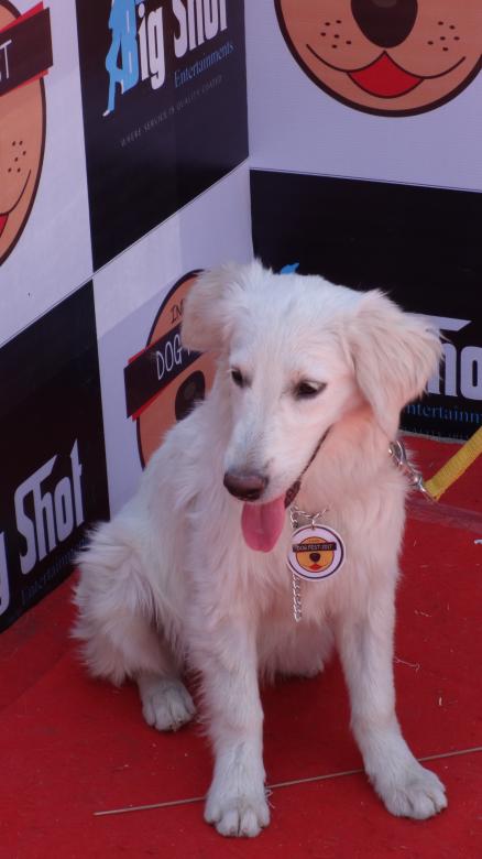 Free stock image of Dog created by Arjun Chourasia