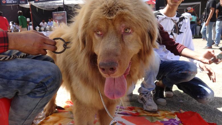 Free stock image of Big Dog Closeup created by Arjun Chourasia