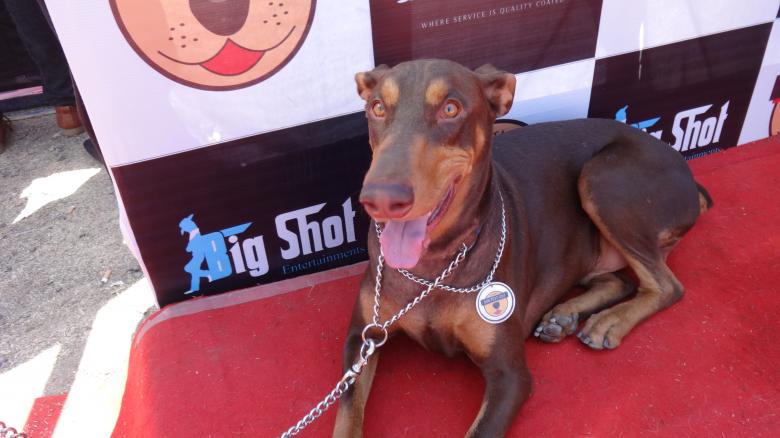 Free stock image of Dog at Show created by Arjun Chourasia