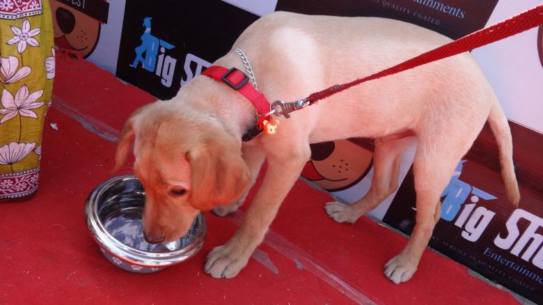 Free stock image of Dog Drinking Water created by Arjun Chourasia