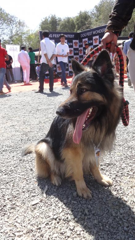 Free stock image of Shepherd at Dog Show created by Arjun Chourasia