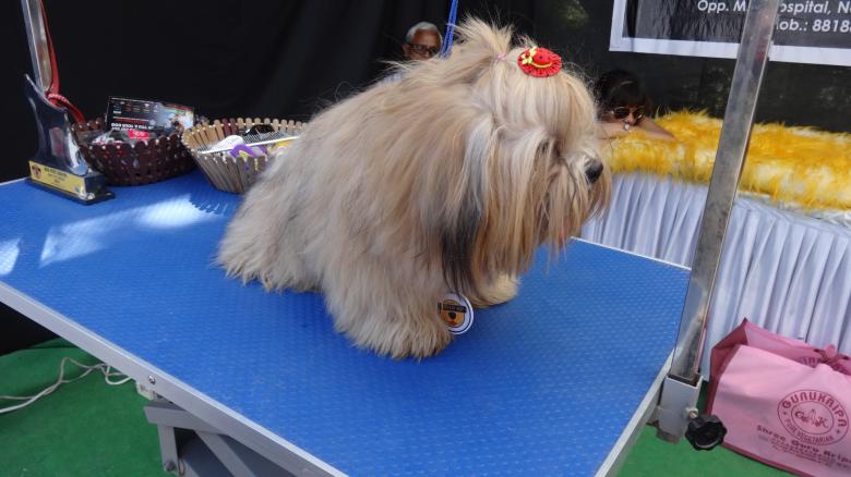 Free stock image of Little Dog created by Arjun Chourasia