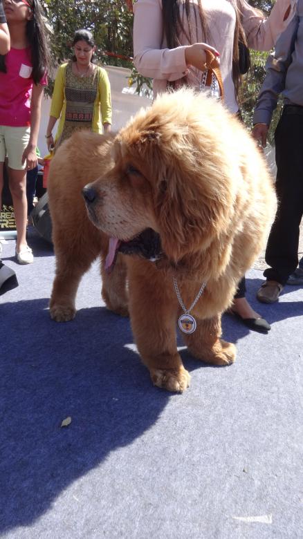 Free stock image of Big Sized Dog created by Arjun Chourasia
