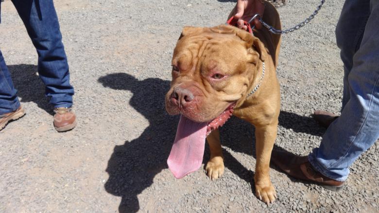 Free stock image of Brown Pitbull created by Arjun Chourasia