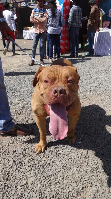 Free stock image of Pitbull created by Arjun Chourasia