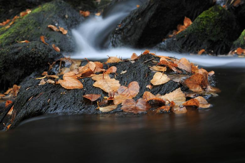 Free stock image of Autumn Stream and Leaves created by Geoffrey Whiteway