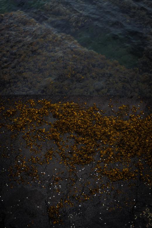 Free stock image of Seaweed on Rocks Texture created by Free Texture Friday