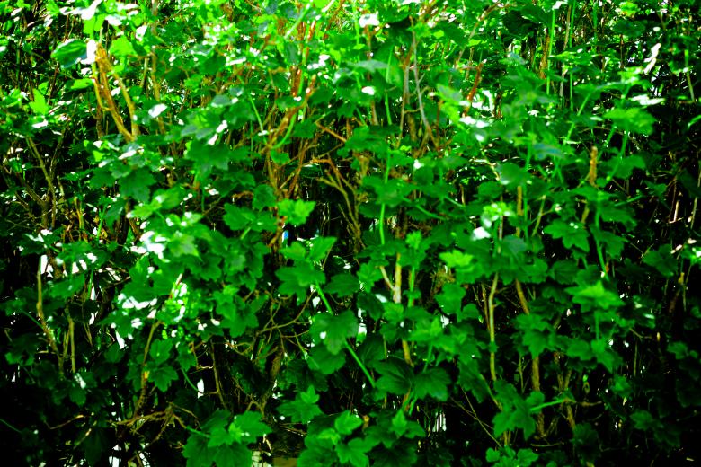 Free stock image of Green Bush Background created by Free Texture Friday