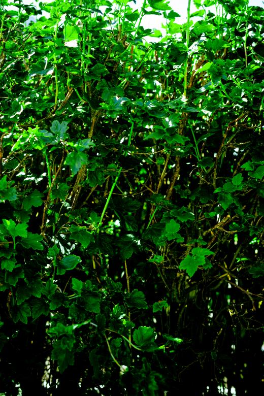 Free stock image of Green Bush Texture created by Free Texture Friday