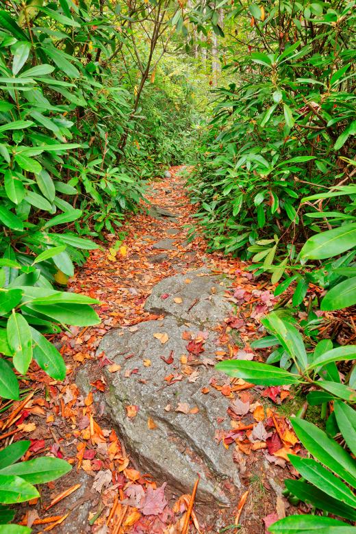 Free stock image of Rocky Rhododendron Trail - Pase Point created by Nicolas Raymond