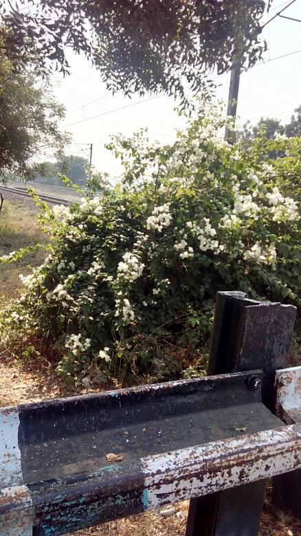 Free stock image of Beautiful white flowers created by Kanduri Narasimha Charyulu