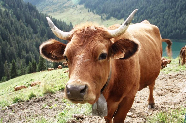 Free stock image of Tarentaise created by Vuille  Nathalie