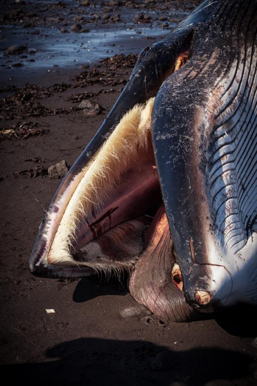 Free stock image of Dead Whale Mouth created by Bjorgvin