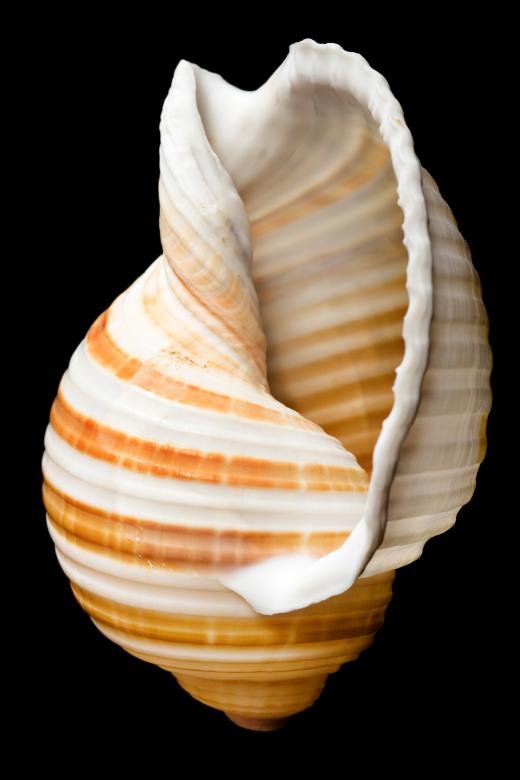 Free stock image of Seashell on Black created by 2happy