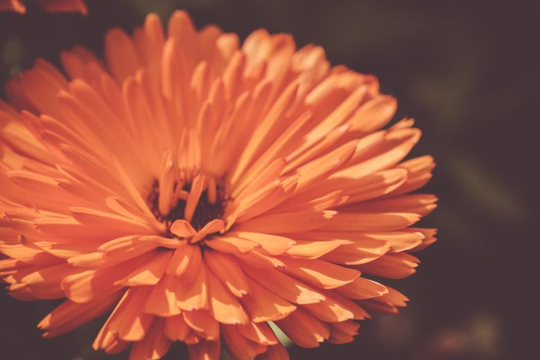 Free stock image of Orange Flower Petals created by Bjorgvin