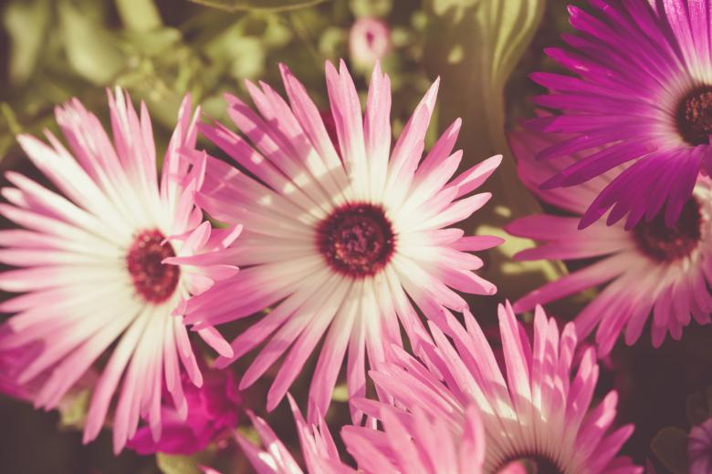 Free stock image of Pink Flowers Closeup created by Bjorgvin
