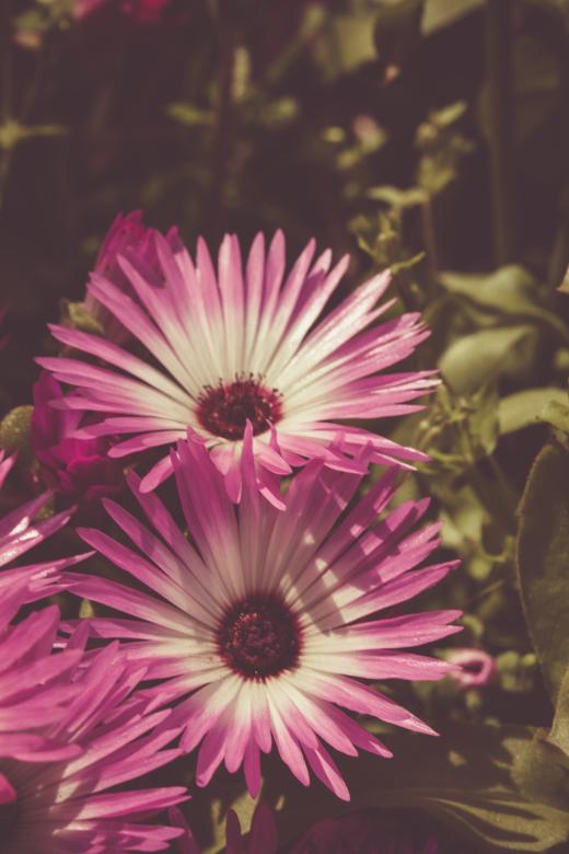Free stock image of Pink Flowers Macro created by Bjorgvin