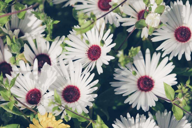 Free stock image of White Flowers Background created by Bjorgvin