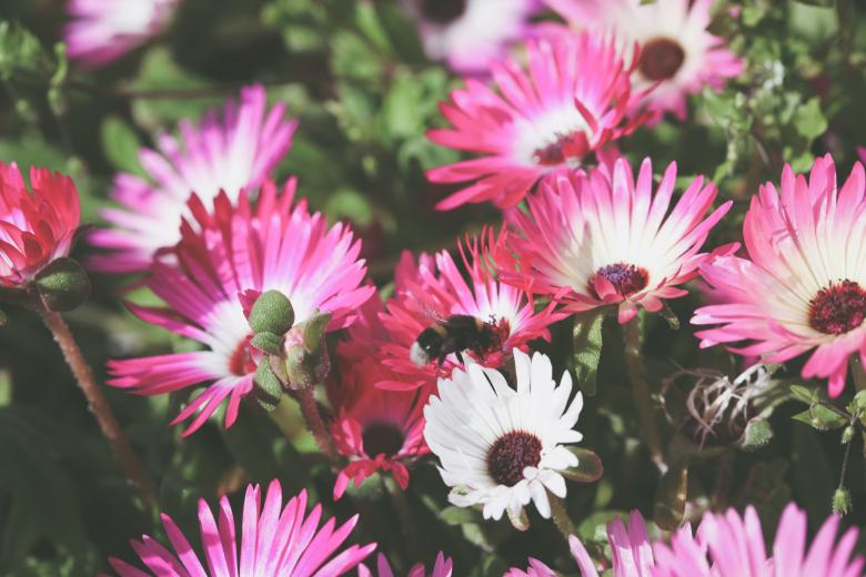Free stock image of Pink and White Flowers in Bloom created by Bjorgvin