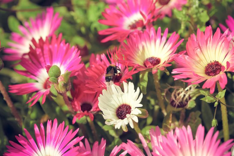 Free stock image of Blossoming Pink and White Flowers created by Bjorgvin