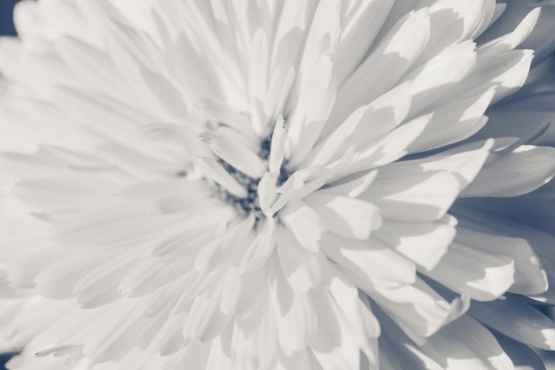 Free stock image of White Flower Petals created by Bjorgvin