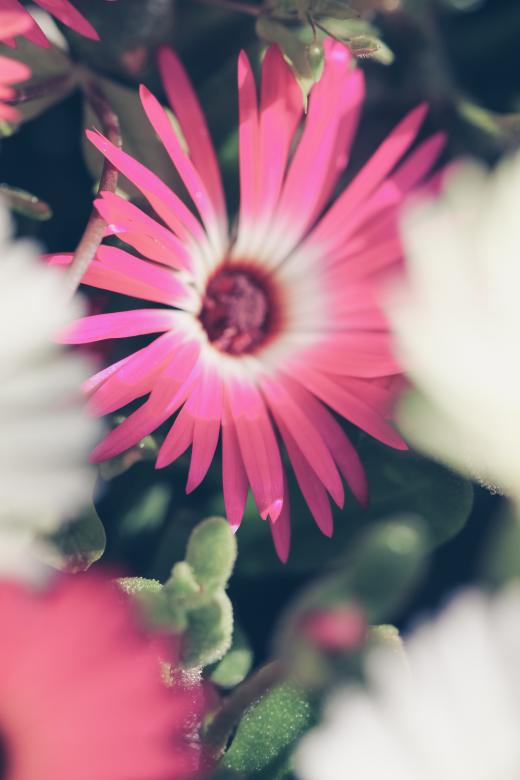Free stock image of Floral Macro Background created by Bjorgvin
