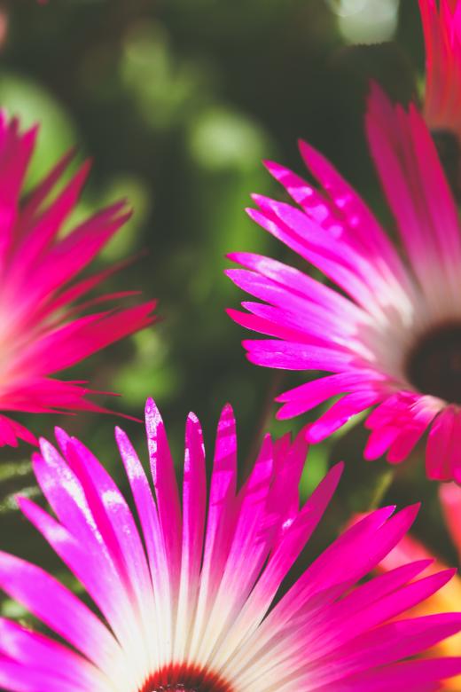 Free stock image of Vivid Pink Flower Background created by Bjorgvin