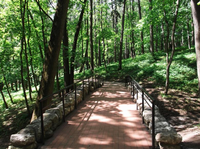 Free stock image of Path in the forest created by Svetlana FI