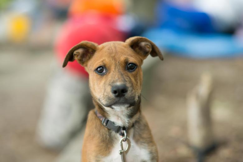 Free stock image of Cute Puppy on a Leash created by agphotostock.com