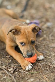 Cute Puppy Playing with Toy - Free Stock Photo