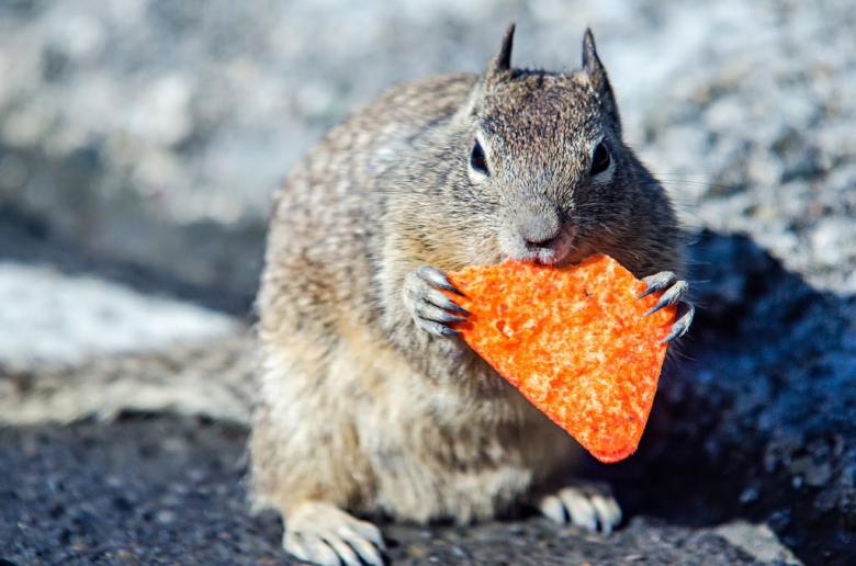 Free stock image of Squirrel Eating Dorridos created by agphotostock.com
