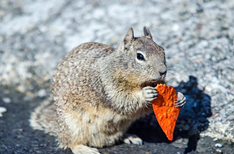 Free stock image of Squirrel Snacking on Crispy Chip created by agphotostock.com