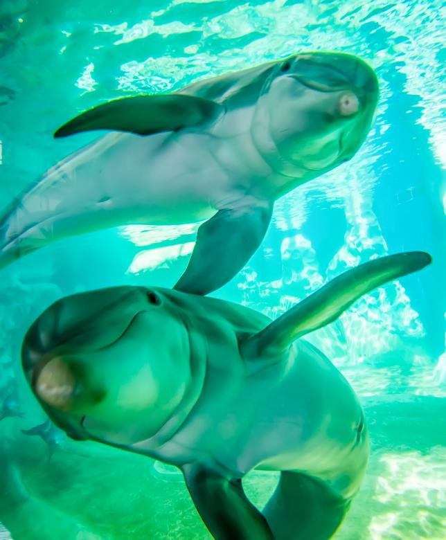 Free stock image of Dolphins in Aquarium created by agphotostock.com