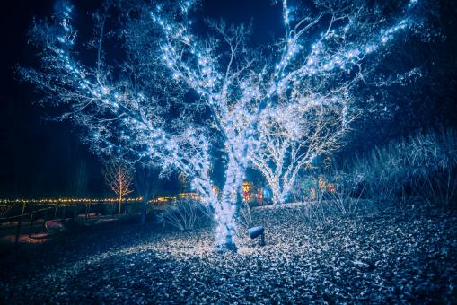 Blue Illuminated Tree - Free Stock Photo