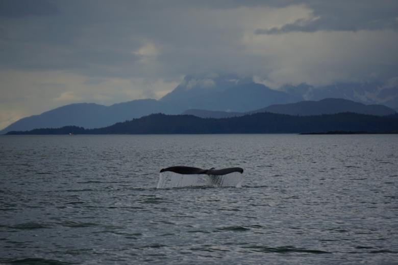Free stock image of Whale Tail created by agphotostock.com