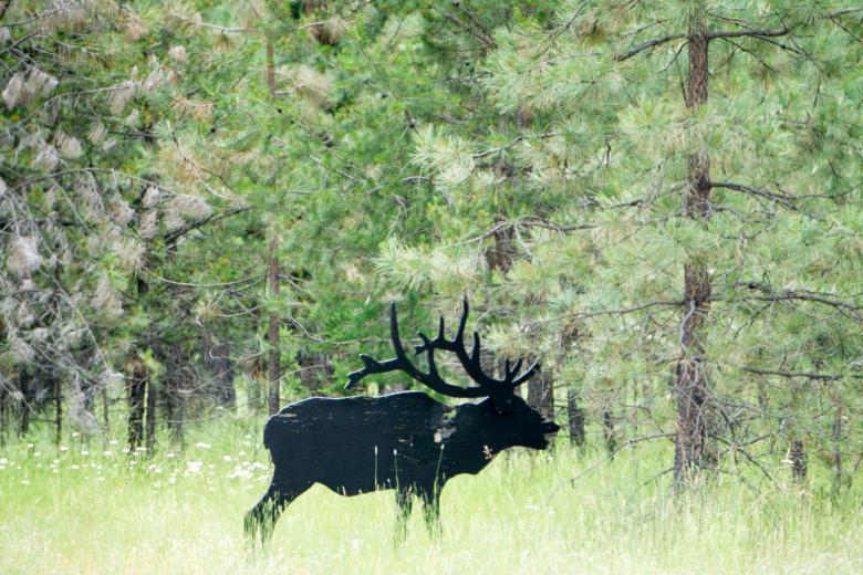 Free stock image of Moose in the Forest created by agphotostock.com