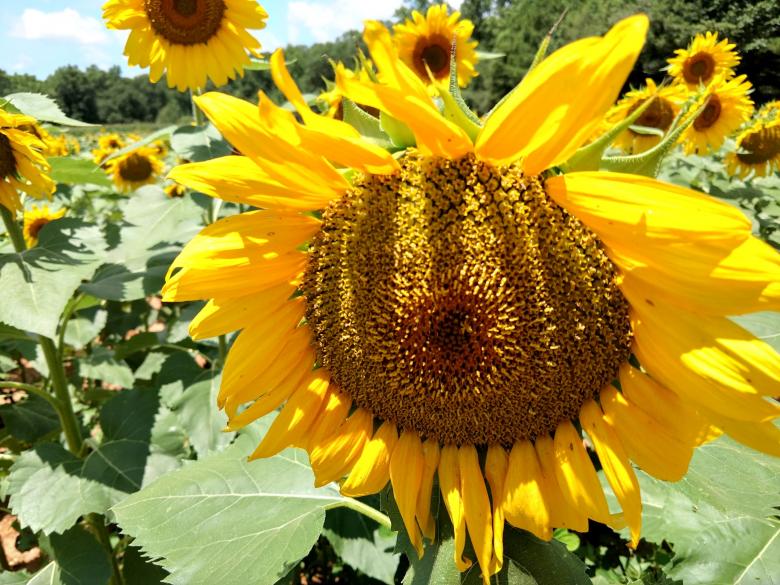 Free stock image of Sunflower plant farm field created by agphotostock.com