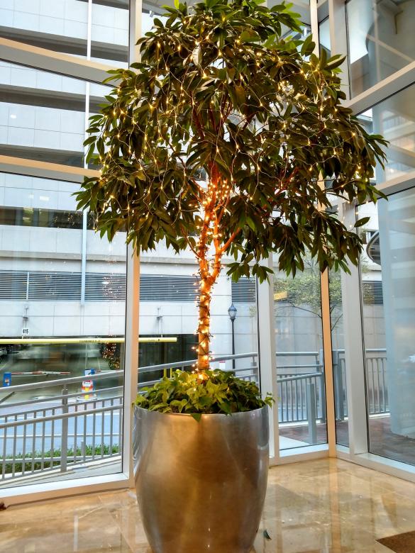 Free stock image of Christmas Decorations on a Plant created by agphotostock.com