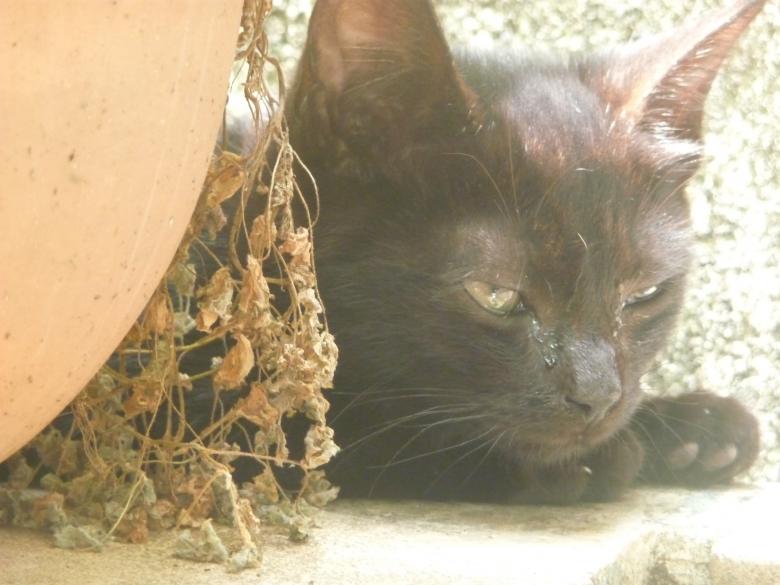 Free stock image of Crying Black Kitten created by Upekha Vandebona