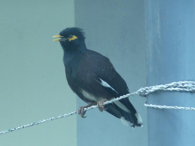 Free stock image of Myna Bird created by Upekha Vandebona